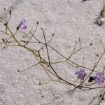 “Sát thủ bất động” dưới cát