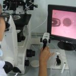 Tạo phôi bò từ tiêm tinh trùng vào trứng