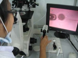 Tạo phôi bò từ tiêm tinh trùng vào trứng
