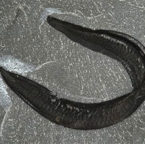 Tổ tiên loài người là… lươn?