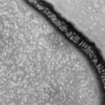Đánh thức virus từng tồn tại từ 30.000 năm trước