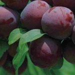 Quả mận chữa viêm họng