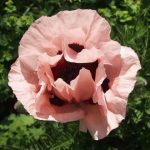 Hoa Poppy – Hoa biểu trưng của nước Bỉ