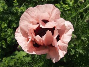 Hoa Poppy – Hoa biểu trưng của nước Bỉ