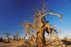 Hồ dương (Populus diversifolia) – Cây trồng đất mặn.