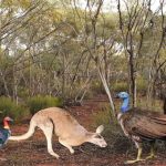 Gà bay cao một mét từng sống ở Australia