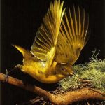 Chim đinh viên – Ptilonorhynchidae