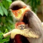Chính phủ cho phép mở rộng Vườn quốc gia Bạch Mã