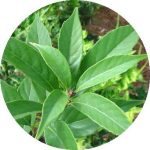 Cây khí hậu – Thanh Cương (Quercus glauca)