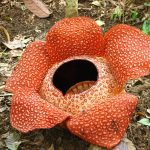 Loài hoa “khủng” nhất thế giới