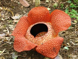 Loài hoa “khủng” nhất thế giới