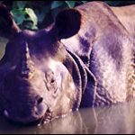Nepal mất dần loài tê giác hiếm