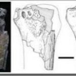Hóa thạch tê giác khổng lồ ở Anatolia
