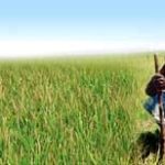 Bangladesh tạo 93 giống lúa tiết kiệm nước