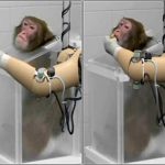 Tay nhân tạo điều khiển bằng ý nghĩ
