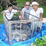 Theo dõi rùa bằng… vệ tinh
