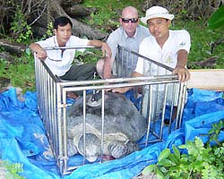 Theo dõi rùa bằng… vệ tinh