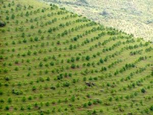 Chống phát thải CO2: Việt Nam đi đầu khu vực