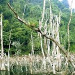 Nhiều biện pháp phòng chống cháy rừng