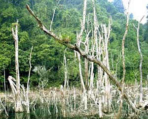 Nhiều biện pháp phòng chống cháy rừng