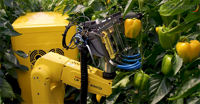 Kỳ thú xem robot “nông dân” làm việc thay con người trong nhà kính