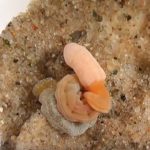 Phát hiện loài giun có họ hàng với con người