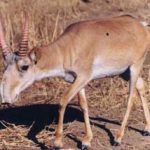 Linh dương Saiga