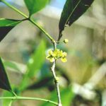 Thừa Thiên-Huế: Phát hiện cây quý chóc máu