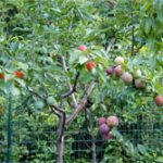 40 loại quả trên cùng một cây