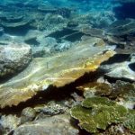 San hô chết hàng loạt sau động đất ở Indonesia