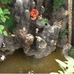 Hòn non bộ và rạn san hô