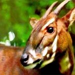 Thành lập 2 khu bảo tồn Sao la tại Trung Trường Sơn.