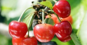 Vì sao một số loại trái cây Nhật Bản có mức giá siêu đắt?