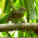 Chim cũng chăm cháu giống như ông bà