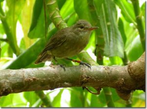 Chim cũng chăm cháu giống như ông bà