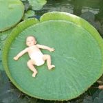 Sen vua Victoria regia
