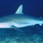 IUCN: Cá mập có nguy cơ tuyệt chủng!