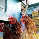 Trung Quốc: Phát hiện ổ dịch H5N1 mới