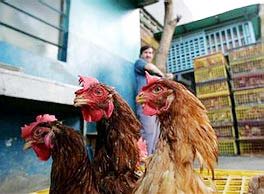 Trung Quốc: Phát hiện ổ dịch H5N1 mới