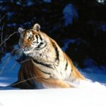 Trung Quốc thụ tinh nhân tạo cho hổ Siberia