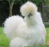 Vẻ đẹp lạ lùng của loài gà Silkie trông như “chó lông xù”
