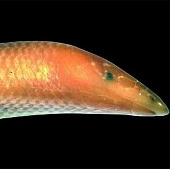 Tìm thấy thằn lằn lai “cá voi trắng” tại Madagascar