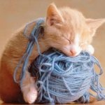 Có phải con vật nào cũng ngủ không?