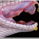 Nọc rắn: Vũ khí tối ưu của tự nhiên