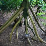 Sự thực về những cây cọ biết đi ở Ecuador
