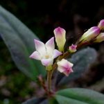 Phát hiện cây tự gieo hạt ở Brazil