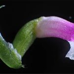 Phát hiện loài phong lan mới ở nơi không ai ngờ tới