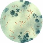 Keo siêu dính từ vi khuẩn ăn thịt