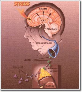 Điều trái ngược trong cảm xúc con người