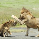 Sư tử con liều mình cãi lại bố bênh mẹ